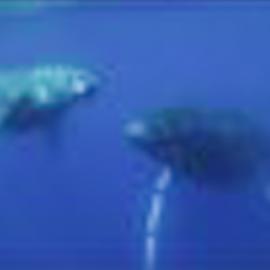 Humpbacks of Ha’apai